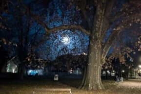 Natur bei Elisabeth Sommitsch