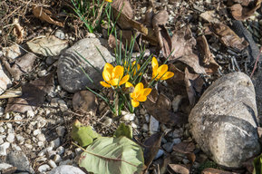 Blumen von Elisabeth Sommitsch