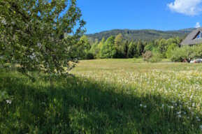 Körperzentriertes Coaching von Elisabeth Sommitsch