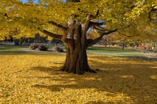 Familienaufstellung von Elisabeth Sommitsch