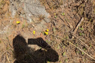 Supervision von Elisabeth Sommitsch